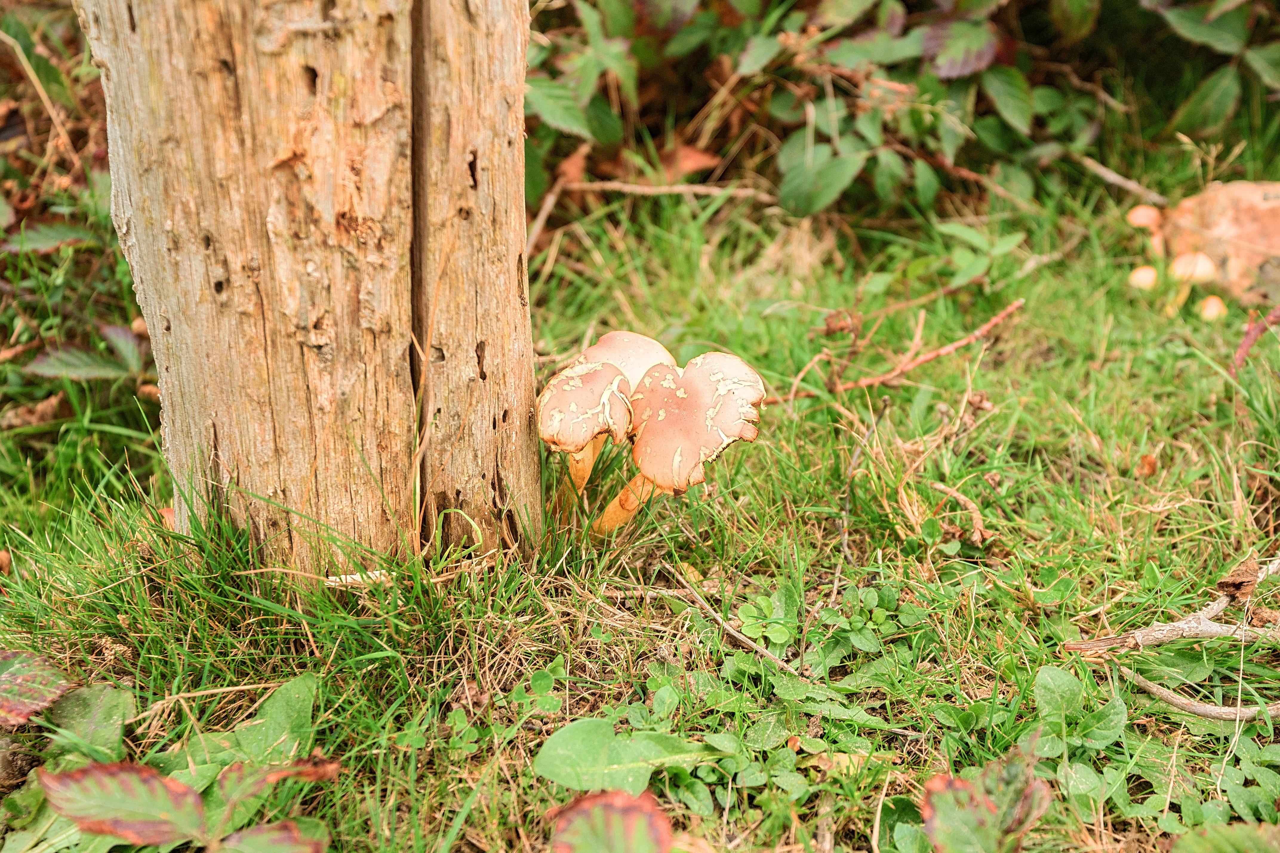 Mushrooms in the New Forest
